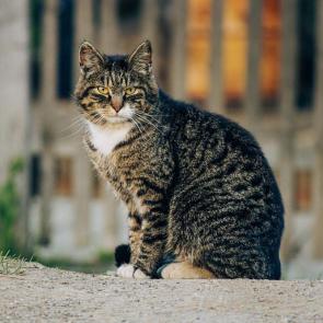 ����: ���� � ���