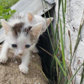 ����: ������ ����