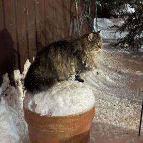 ����: ������ �����