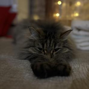 ����: ���������