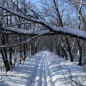 ����: ������ �����