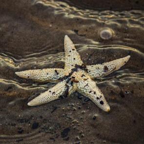 ���� ��������: ������� �� ������