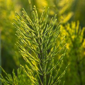 ����: ����