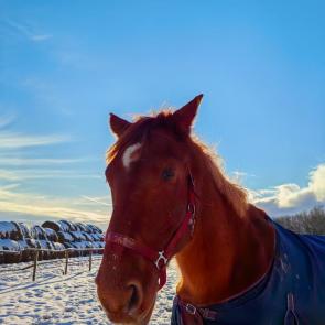 ����: ������� ����� 