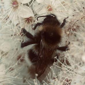 ��� ������ ���������