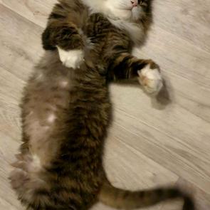 �� ����� �����