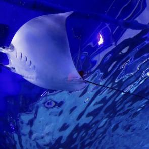 ����: ������� ������