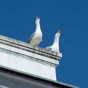 ��� �����