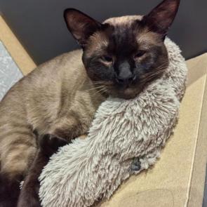 �� ����� �����