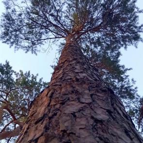 ����: ������� �����