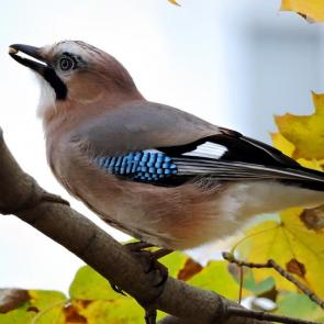 ����: �����