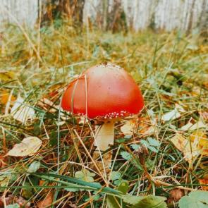 ���������� ������� �������