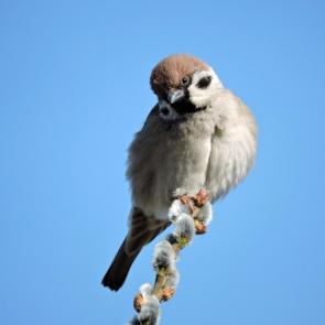 ����: �����