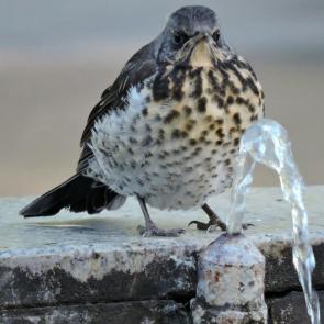 ����: �����