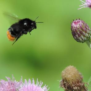 ����: ���� �����