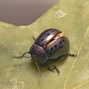 ��� ������ ���������