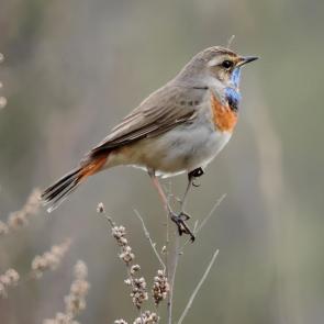 ����: ���������