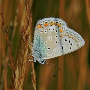 ����: ���������