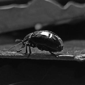 � ����������� �����