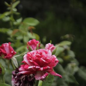 ����: ����