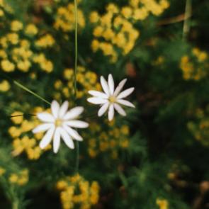 ����: ��������