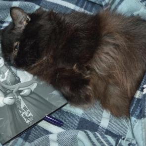 ����: ���� �������