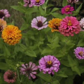 ���������� �����