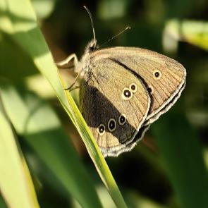 ��� ������ ���������