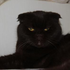 �� ����� �����