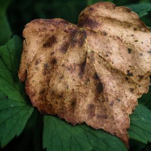 ���� ��������: �������� �������