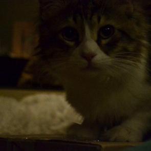 ����: �����������