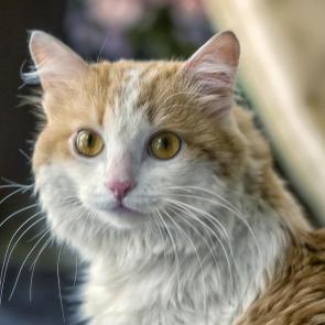 ����: �����