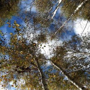 ����: ������ � �������.