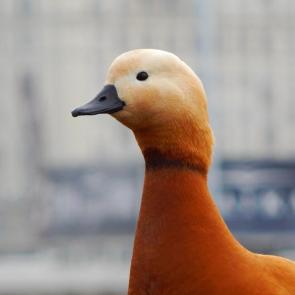 ����: �����