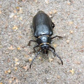 ��� ������ ���������