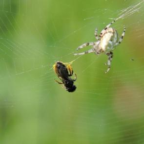 ������������ �����