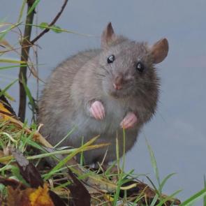 ����: ����� �����