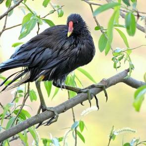 ����: ���������