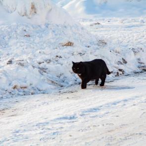 �� ����� �����