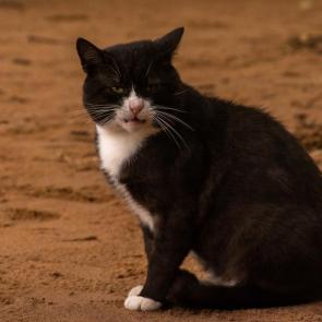 ����: ������� �������.