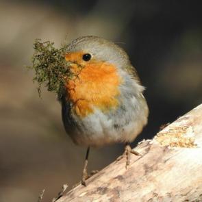 ���� ��������: �������