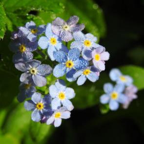 ���� ��������: ���������