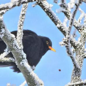 ����: ������)