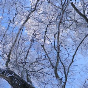 ����: ����� ����� ����