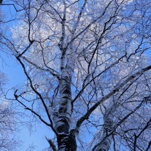 ����: ����� ���