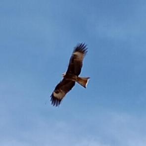 ����: ������� ������