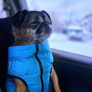 ����: ��������