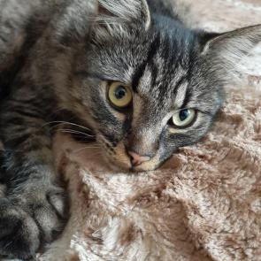 ����: �����