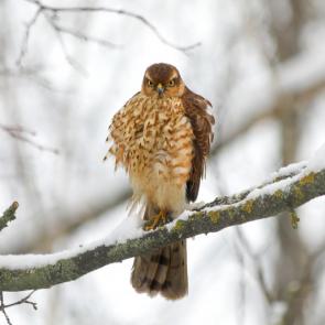 ����� � ������