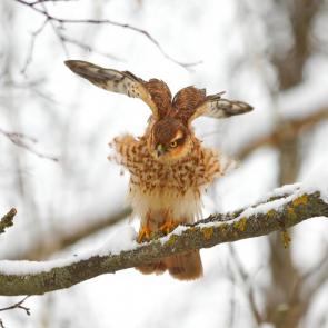 ���� ��������: ������-������������. 